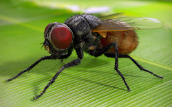 fly insects facts musca flies disgusting domestica houseflies housefly bugs know animals amazing insect rest close nz night wallpapers die