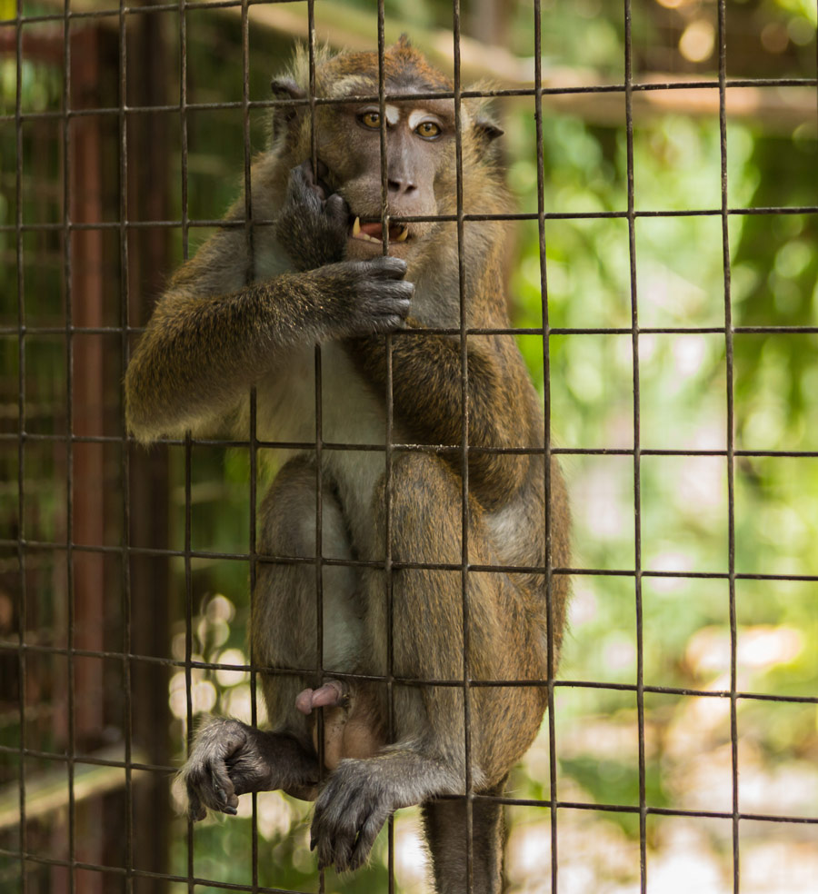 Macaque Botolan Wildlife Farm Monkey
