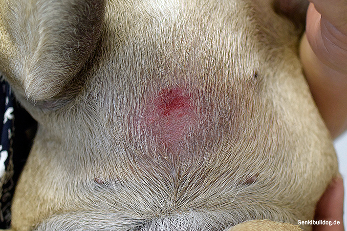 Juckreiz beim Hund Juckreiz beim Hund