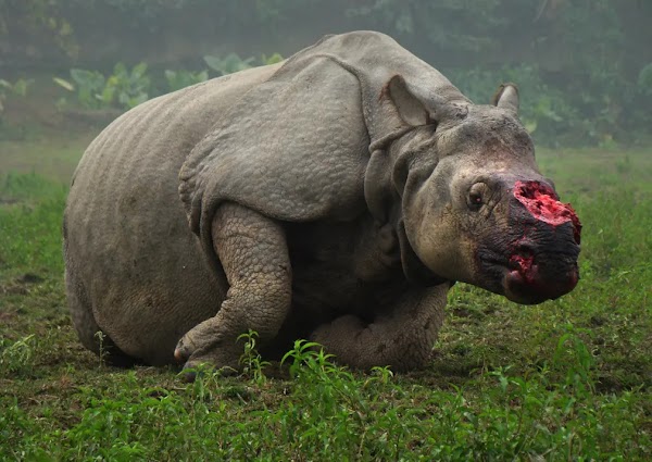 La India autoriza a matar cazadores para proteger a los rinocerontes. La India autoriza a matar cazadores para proteger a los rinocerontes.