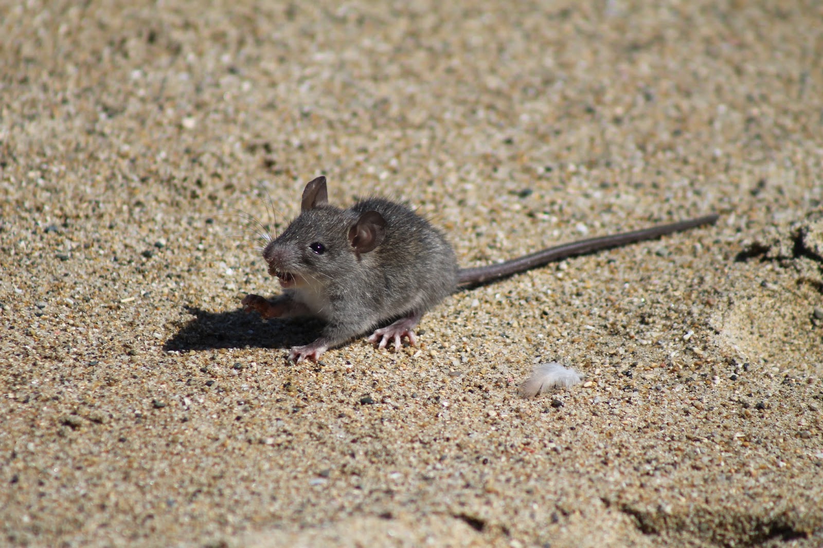 INVENTARIO DE ESPECIES EN EL SECTOR EL PASTILLO ISABELA, PUERTO RICO