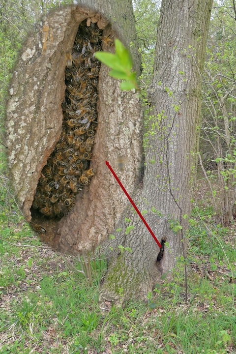 Colonia de abejas en árbol hueco - Bee colony in hollow tree.