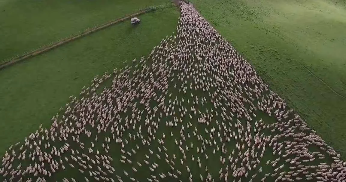 How several dogs manage a huge herd of sheep