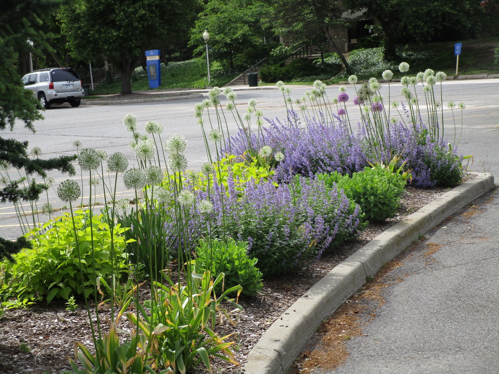 Outside Now In the Parking Lot With Plants