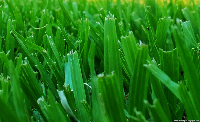 cesped - grass