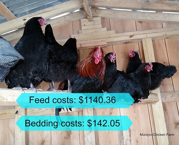 How much does it cost to raise chickens? Murano Chicken Farm
