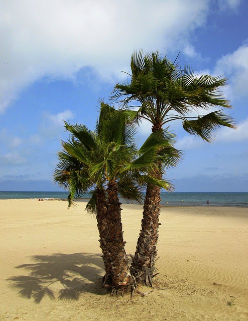 Palm trees on Castello e la Plana beach per Leimenide a Flickr