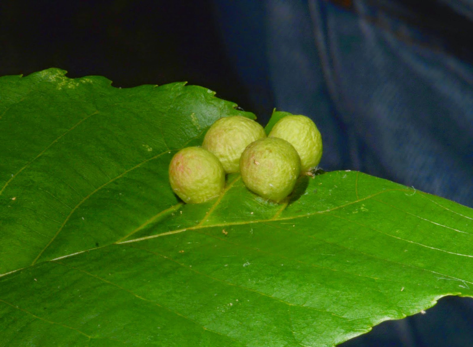 Nature Ramblers May 22 2014 Ramble Report