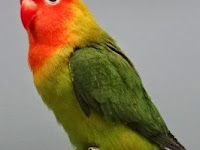 Cara Mengatasi Lovebird Nglemak, Kegemukan, dan Berlemak Cara Mengatasi Lovebird Nglemak, Kegemukan, dan Berlemak