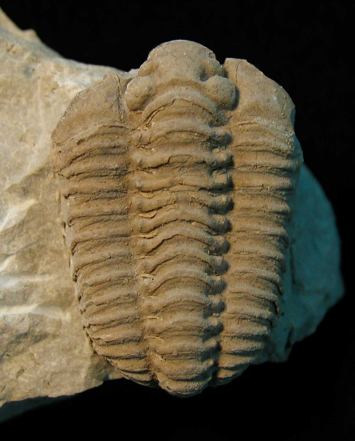 Fossils and Other Living Things My Apologies, John Steinbeck, But I