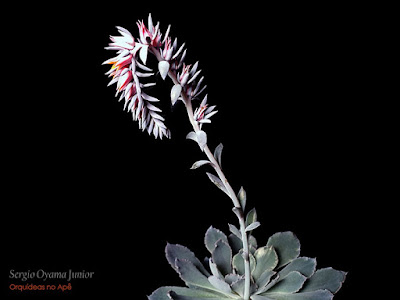 Suculenta Echeveria shaviana - Haste Floral