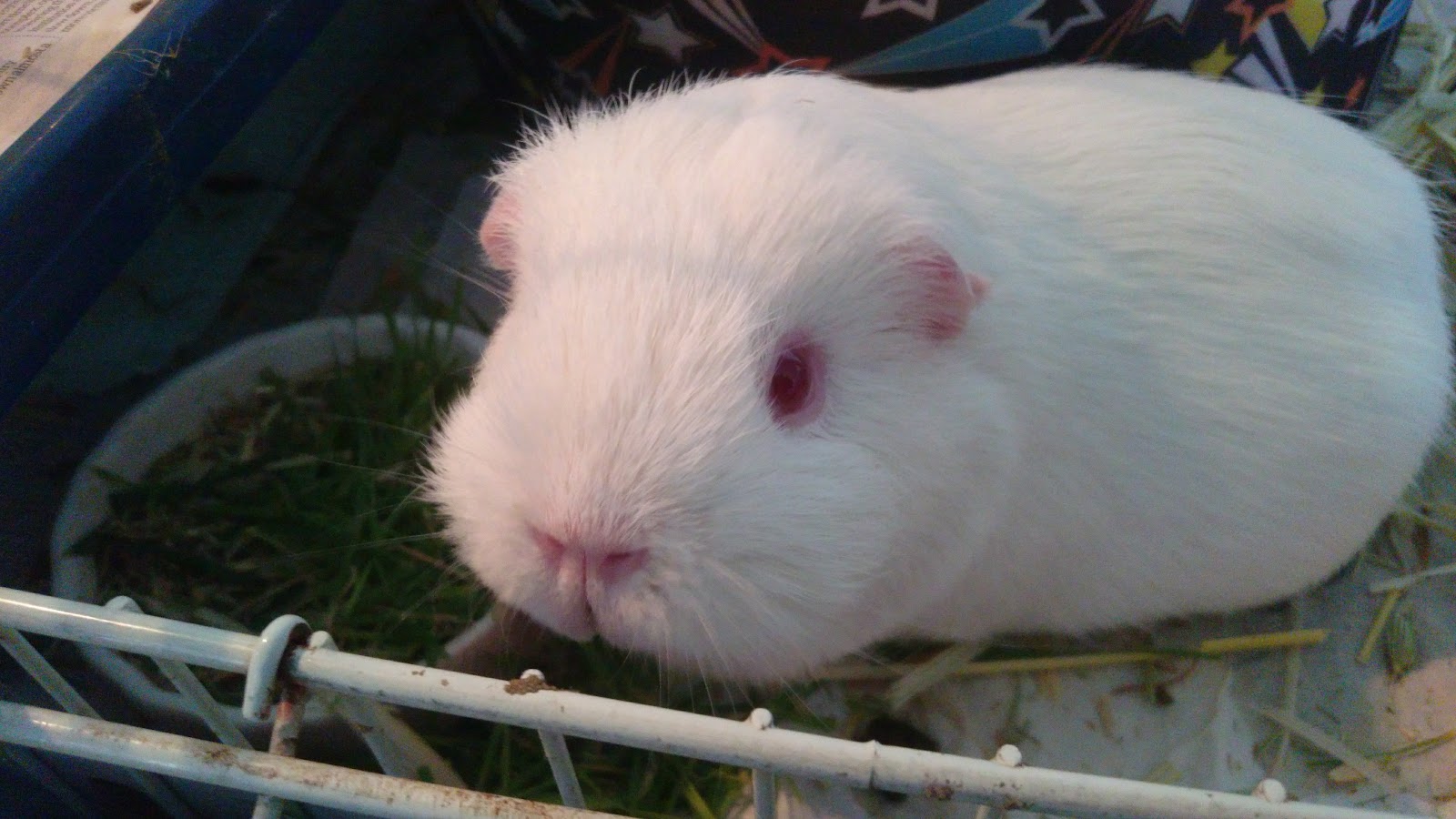 モルモット トゥルースの視点 ボク スイートポテトに初挑戦したの