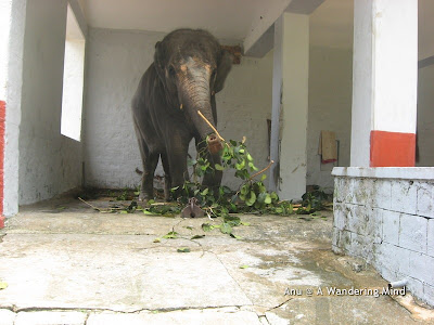 Elephant shed 2, Sringeri in Karnataka