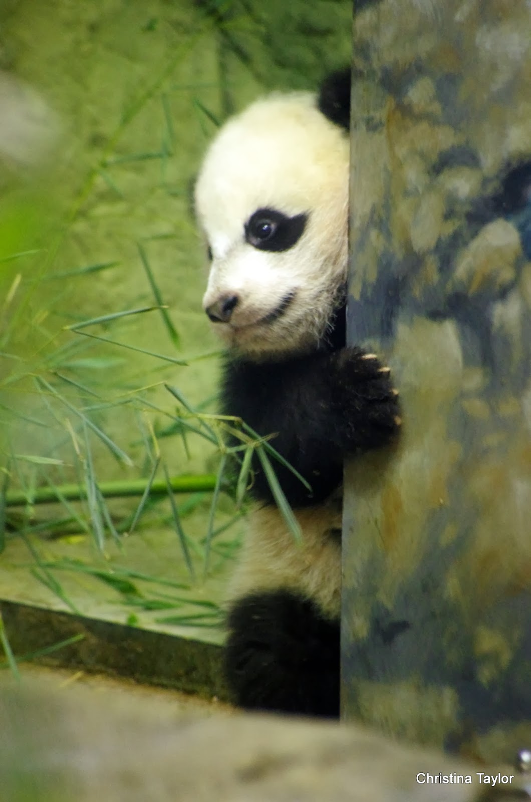 Glorious Creations: Bao Bao