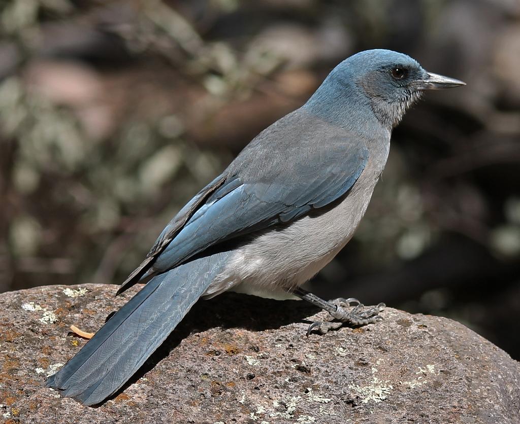 Bird In Everything: Arizona Birds Photos