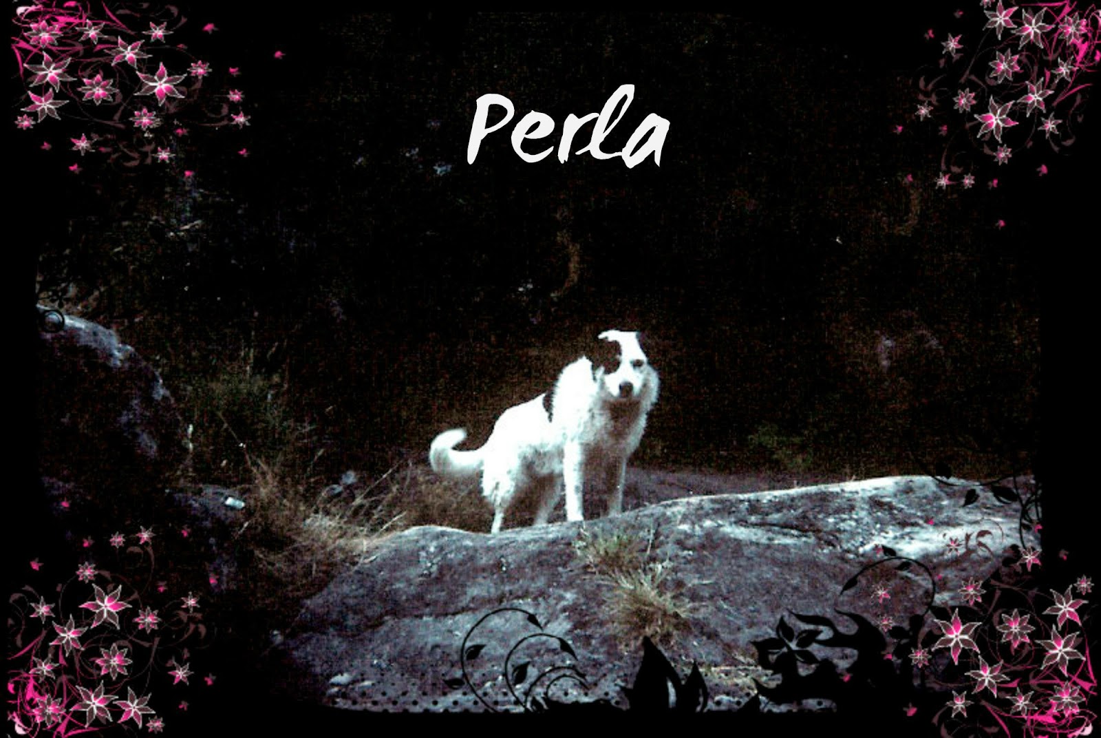 Perla Animodo Alas de Libélula: 2014
