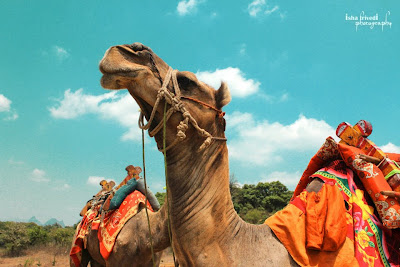 two camels clicked by Isha Trivedi in khandala "Isha Trivedi"