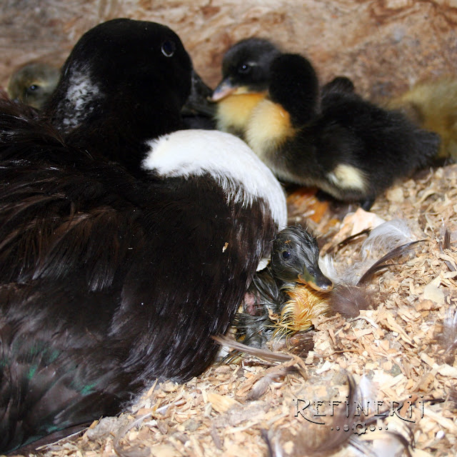 Refinerii Studios: Baby Ducks! Blue & Black Swedish Duckies