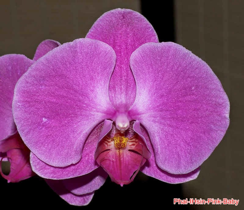 Lan hồ điệp - Phalaenopsis I-Hsin Pink Baby