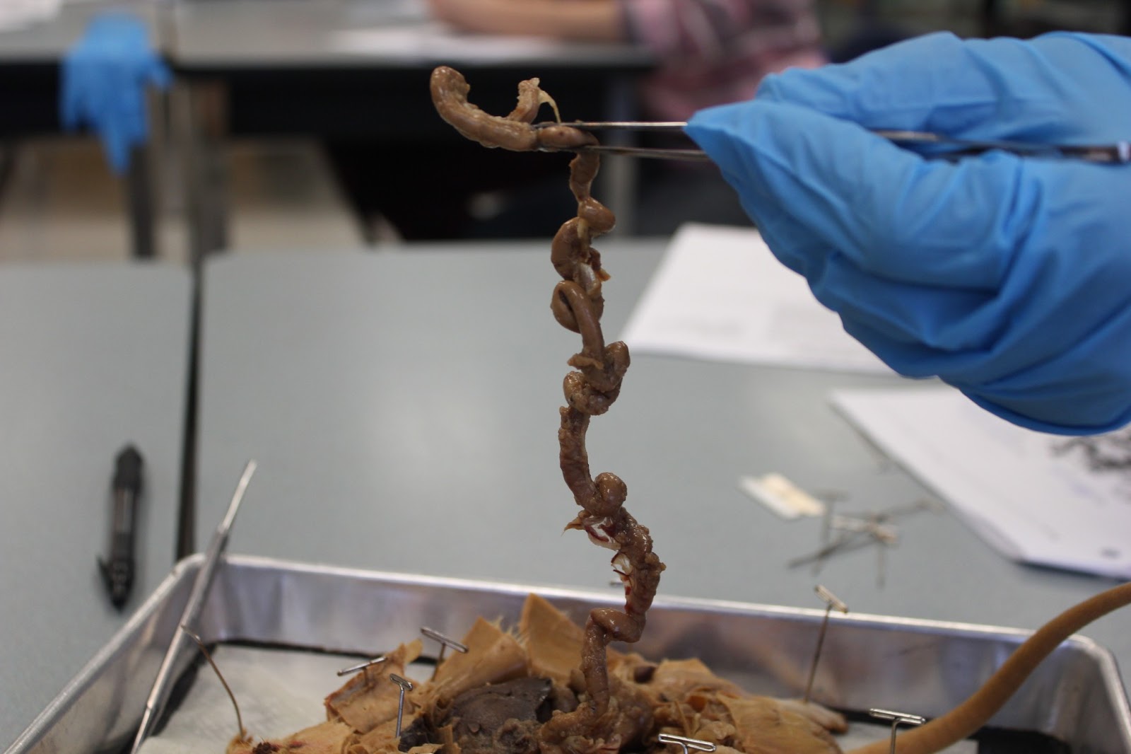 Biology and stuff (bio 11 class) Rat Dissection