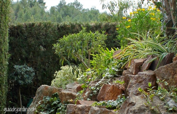 Últimos días de invierno en mi jardín - Guia de jardin