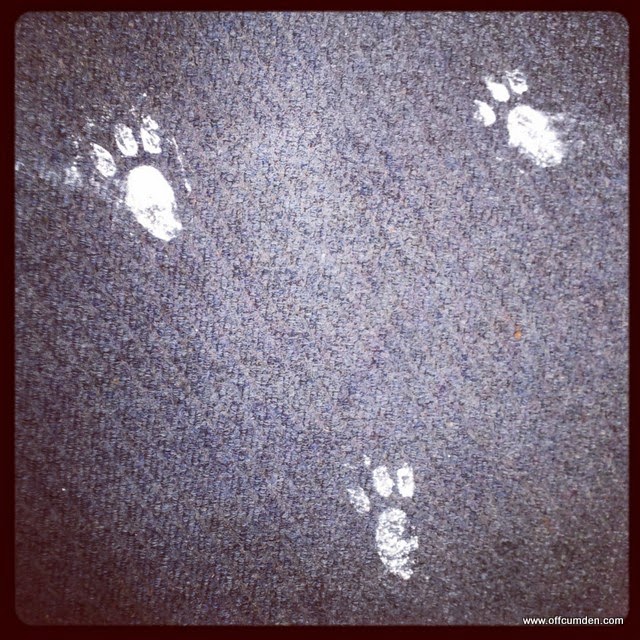 Easter bunny footprints