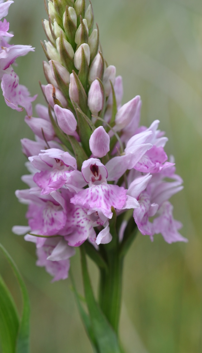 Orchis de Fuchs