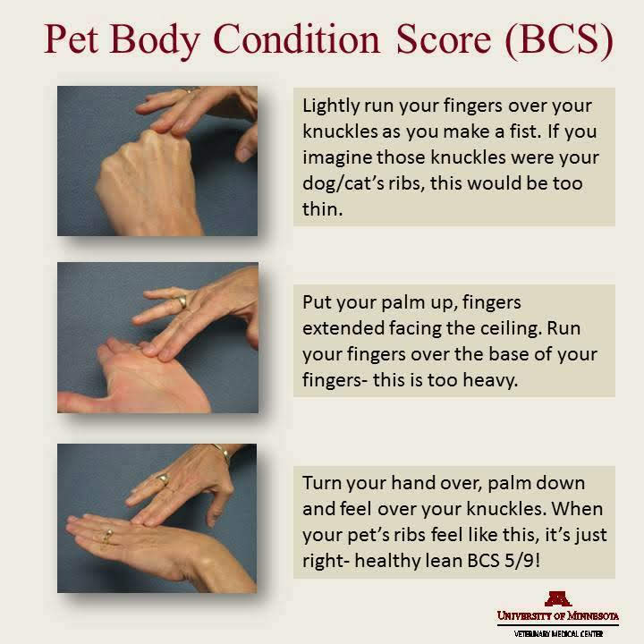 Pet Body Condition Score