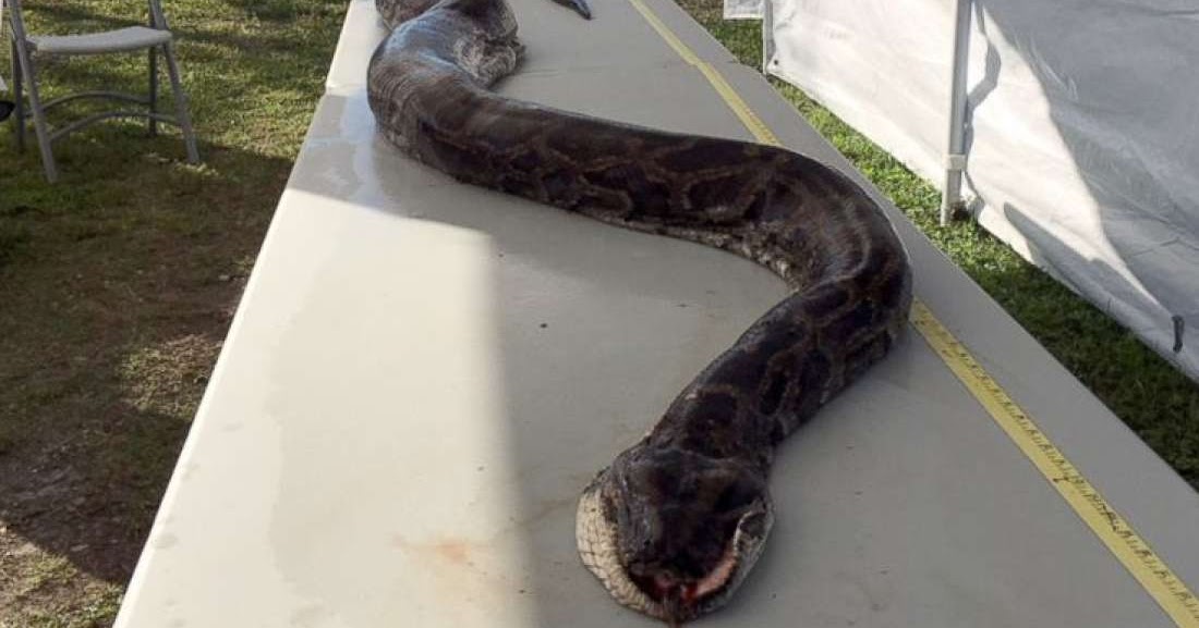 Super Long Python | Found In | Florida | Watch Video