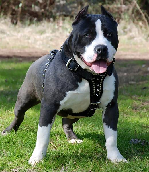 american pitbull dog facts and new photos all wildlife photographs