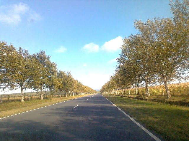 Camino bordeado de arbloes Plátanos