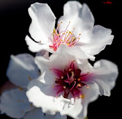 Flor del Almendro