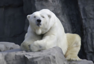 Gus: The Polar Bear From Central Park
