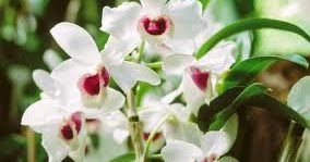 images_033