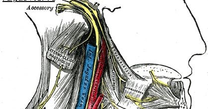The Vagus Nerve