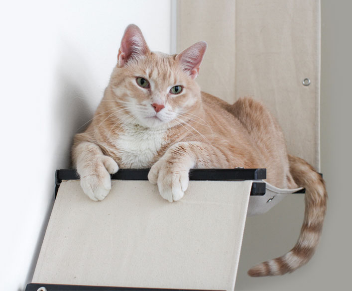 Ways to Stop Cats From Pooping Outside of the Litter Box