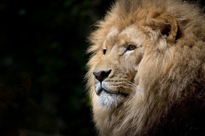 Close-up Photography of Brown Lion Close-up Photography of Brown Lion