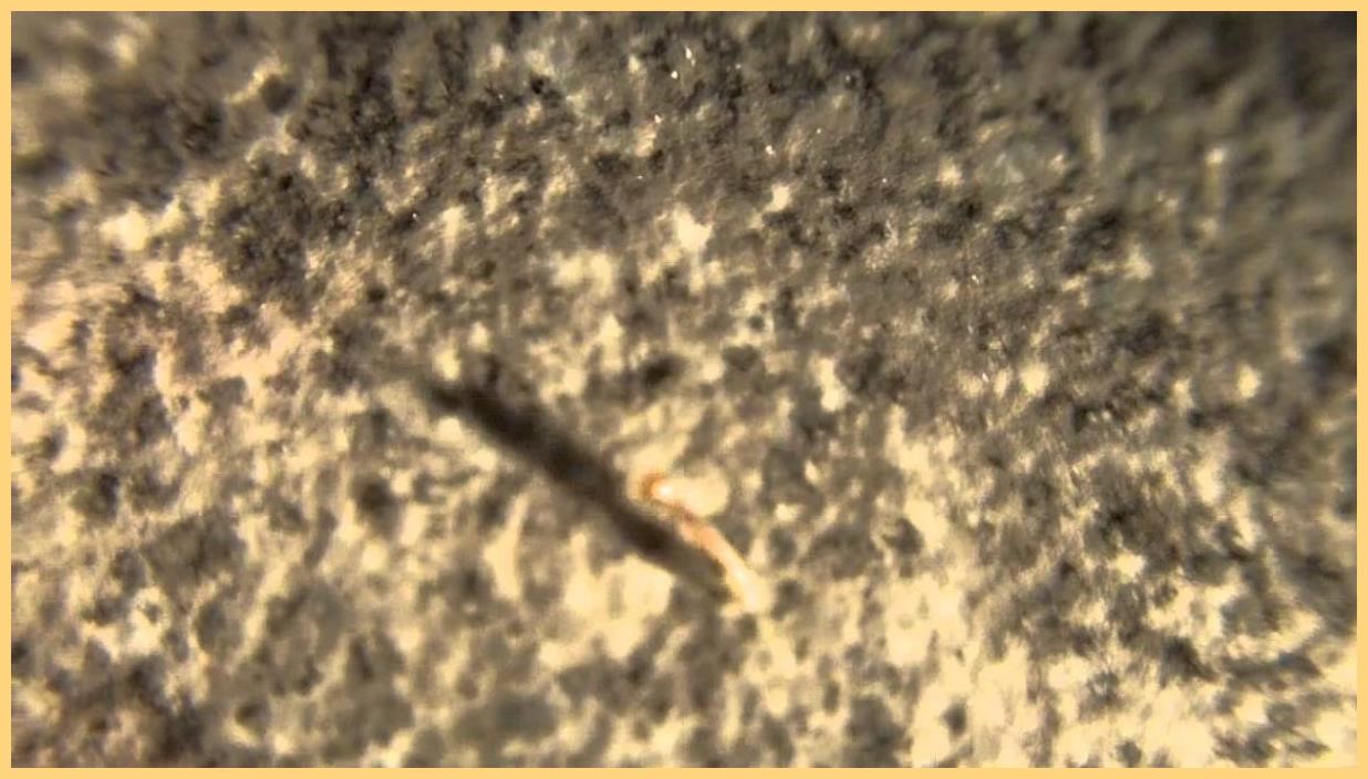 14 Tiny White Worms In Kitchen GLRG LUCIA LOVE'S BLOG