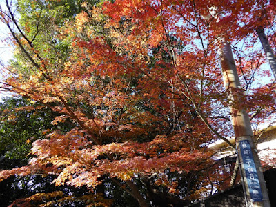 野崎観音・慈眼寺（じげんじ）の紅葉