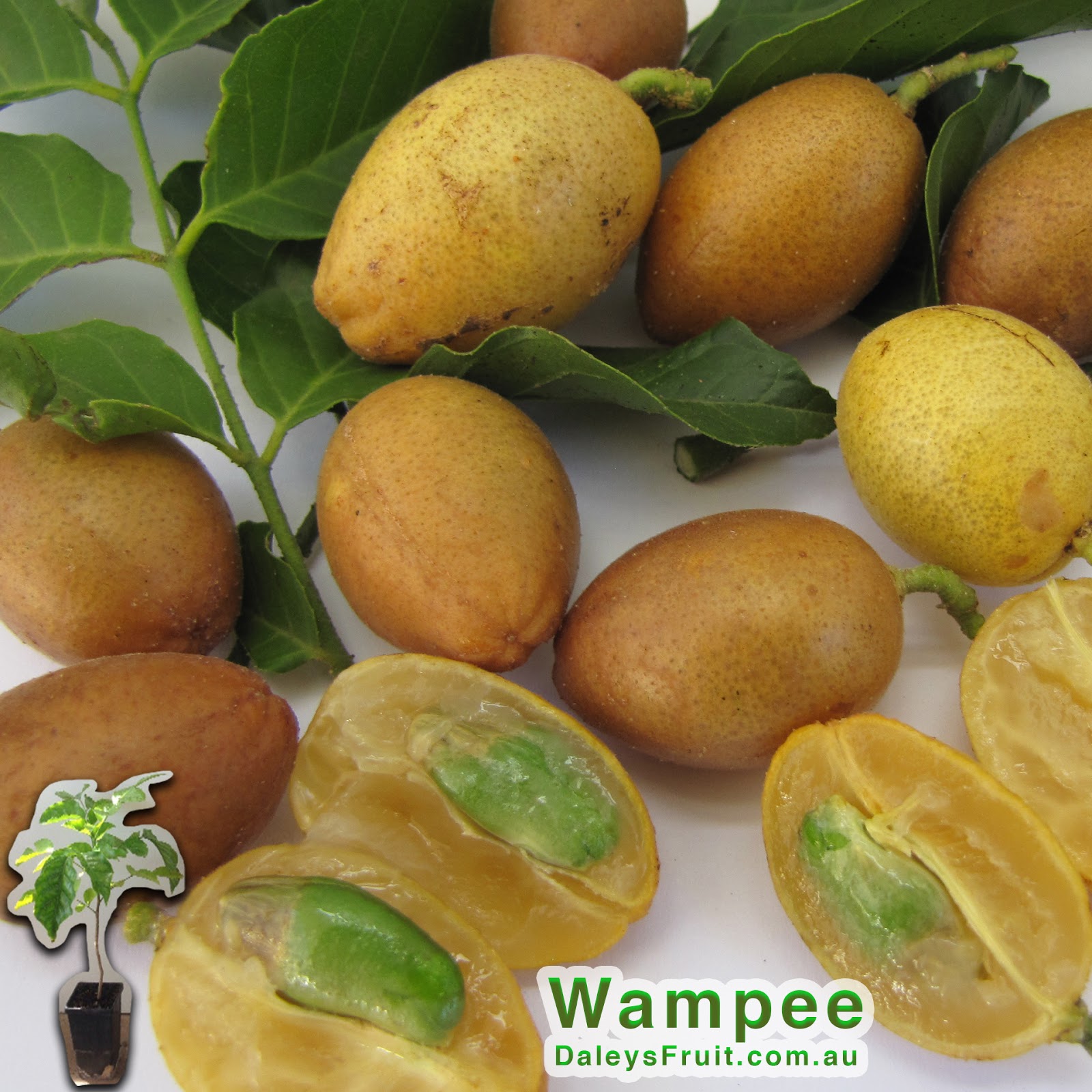 Daleys Fruit Tree Blog Wampee Fruit Trees for Sale