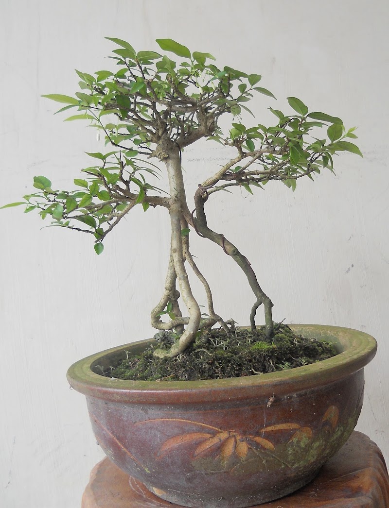 20+ Pokok Bonsai Di Malaysia, Info Terbaru!