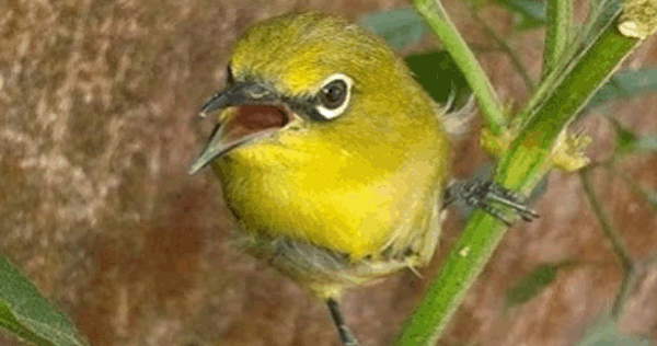 Rahasia Perawatan Pleci Super Gacor Sang Juara Master