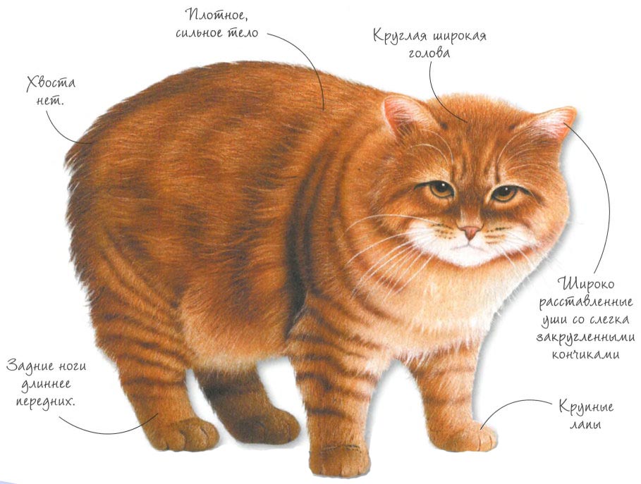 Коты острова мэн Коты острова мэн