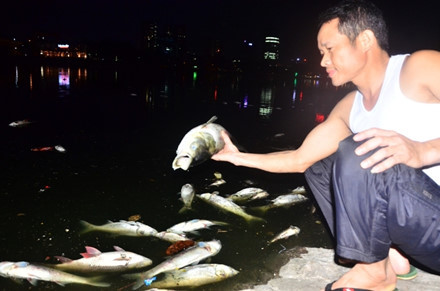 Hà Nội: Cá chết trắng bên hồ Hoàng Cầu - Ảnh 2 Ha Noi: Ca chet trang ben ho Hoang Cau - Anh 2