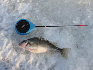 рекордный ерш на зимней рыбалке