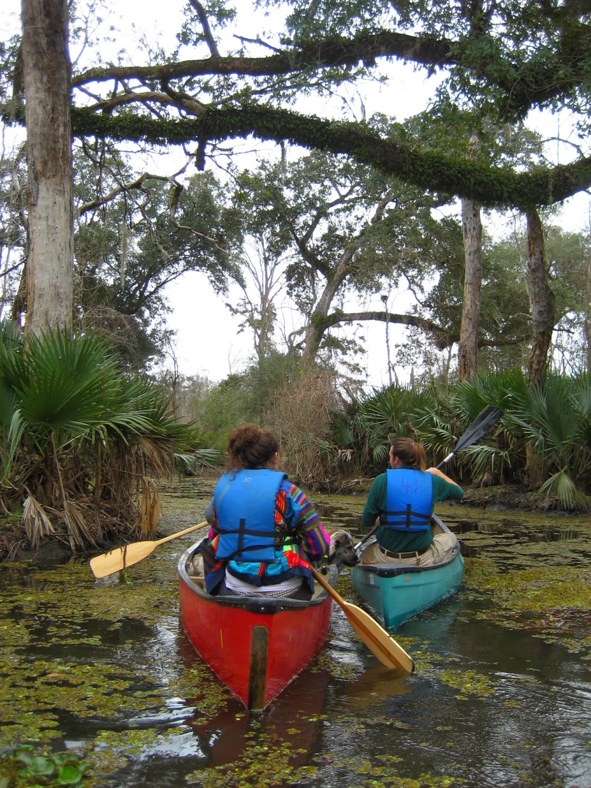 Living Rootless Louisiana Palmetto Island State Park Floating on the