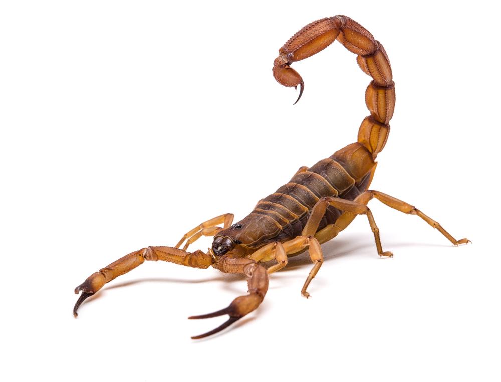 Escorpiões | Scorpiones