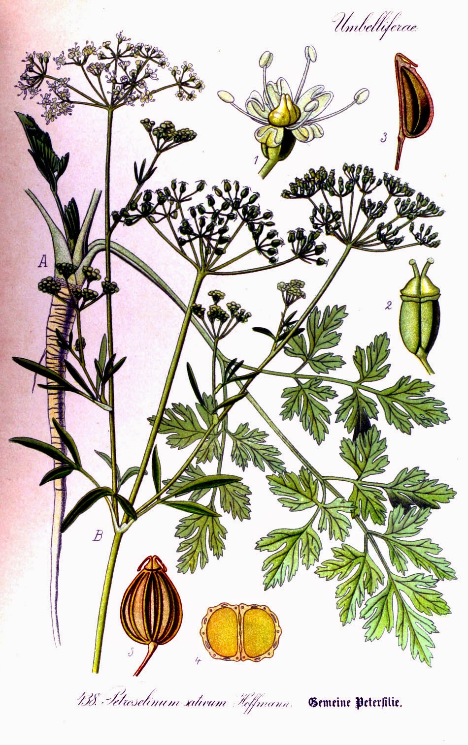 Roots 'n' Shoots Parsley How to Grow Herb of the Month