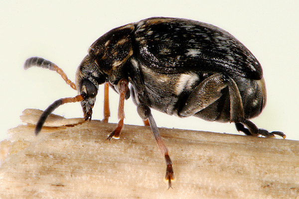 October 2012 - Insects Morphology