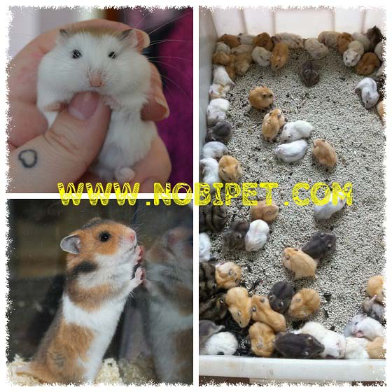 Nơi bán chuột hamster ở Đà Nẵng? noi-ban-chuot-hamster-o-da-nang-gia-re-nhat-1